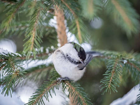 Cute bird the willow tit, song bird sitting on the fir branch with snow in winter. Willow tit perching on tree in winter. The willow tit, lat. Poecile montanus.の写真素材