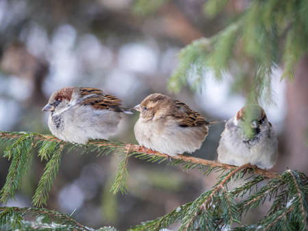 Three Sparrows sits on a fir branch. Sparrows on a branch in the autumn or winterの写真素材