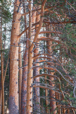 Pine trunks in winter forest on a sunny day. Texture of pine trunks in winter forestの写真素材