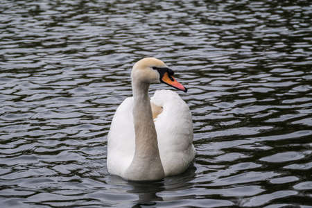 A graceful white swan swimming on a lake with dark water. The white swan is reflected in the water. The mute swan, Cygnus olorの写真素材