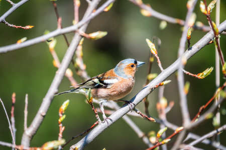 Common chaffinch sits on a branch in spring on green background. Beautiful songbird Common chaffinch in wildlife. The common chaffinch or simply the chaffinch, latin name Fringilla coelebs.の写真素材