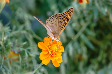 The dark green fritillary butterfly collects nectar on flower. Speyeria aglaja, previously known as Argynnis aglaja is a species of butterfly in the family Nymphalidae.の写真素材