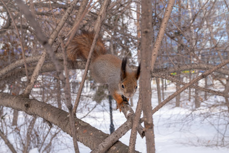 The squirrel sits on a branches without leaves in the winter or autumn. Eurasian red squirrel, Sciurus vulgarisの写真素材