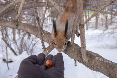 Squirrel in the winter eating nuts from a man's hand. Caring for animals in winter or autumn. Eurasian red squirrel, Sciurus vulgarisの写真素材