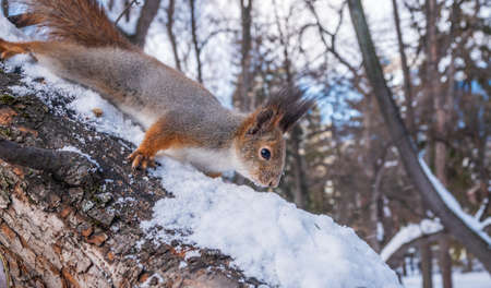 Squirrel in winter sits on a tree trunk with snow. Eurasian red squirrel, Sciurus vulgaris, sitting on branch covered in snow in winter.の写真素材
