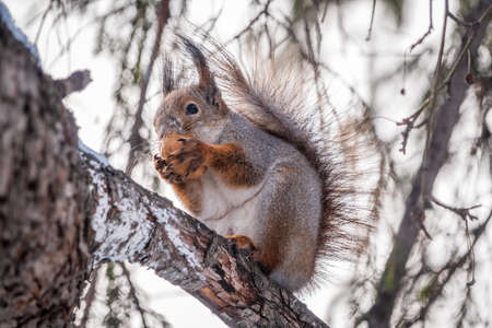 The squirrel with nut sits on tree in the winter or late autumn. Eurasian red squirrel, Sciurus vulgaris.の写真素材