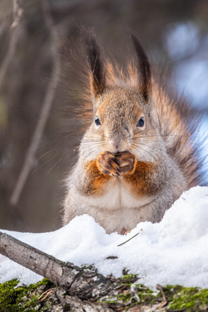 Squirrel in winter sits on a tree trunk with snow. Eurasian red squirrel, Sciurus vulgaris, sitting on branch covered in snow in winter.の写真素材