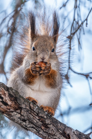 The squirrel with nut sits on tree in the winter or late autumn. Eurasian red squirrel, Sciurus vulgaris.の写真素材