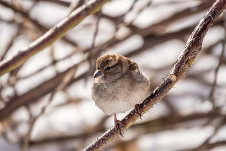 Sparrow sits on a branch without leaves. Sparrow on a branch in the autumn or winterの写真素材