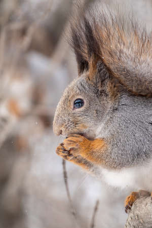 The squirrel with nut sits on tree in the winter or late autumn. Portrait of the squirrel close-up. Eurasian red squirrel, Sciurus vulgaris.の写真素材