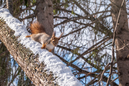 Squirrel in winter sits on a tree trunk with snow. Eurasian red squirrel, Sciurus vulgaris, sitting on branch covered in snow in winter.の写真素材