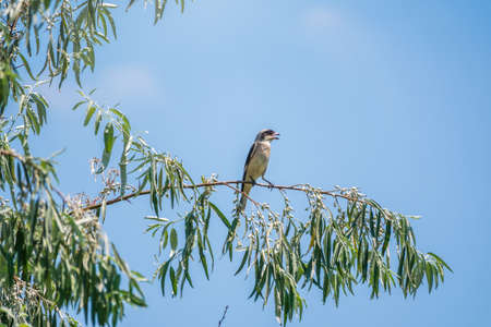 The great gray shrike, lat. Lanius excubitor, sitting on the branch with blue background. The great gray shrike is a large songbird species in the shrike familyの写真素材