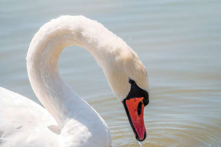 Portrait of a graceful white swan with long neck on blue water background. The mute swan, Cygnus olorの写真素材
