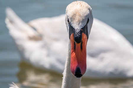 Portrait of a graceful white swan with long neck on blue water background. The mute swan, Cygnus olorの写真素材