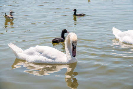 Graceful white Swan swimming in the lake, swans in the wild. Portrait of a white swan swimming on a lake. The mute swan, latin name Cygnus olor.の写真素材