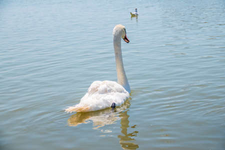 Graceful white Swan swimming in the lake, swans in the wild. Portrait of a white swan swimming on a lake. The mute swan, latin name Cygnus olor.の写真素材