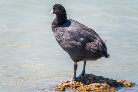 Water bird Eurasian coot, Fulica atra, standing in shallow water. Eurasian croot also known as the common coot, or Australian coot, is a member of the rail and crake bird family, the Rallidaeの写真素材