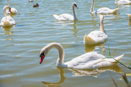A large flock of graceful white swans swims in the lake., Swans in the wild. The mute swan, latin name Cygnus olor.の写真素材