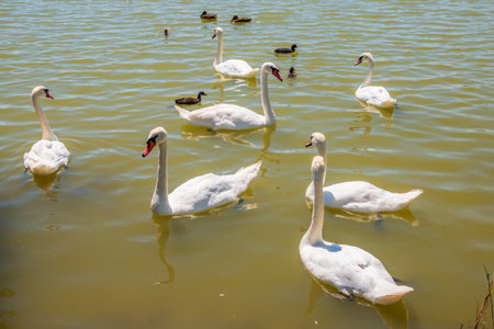 A large flock of graceful white swans swims in the lake., Swans in the wild. The mute swan, latin name Cygnus olor.の写真素材