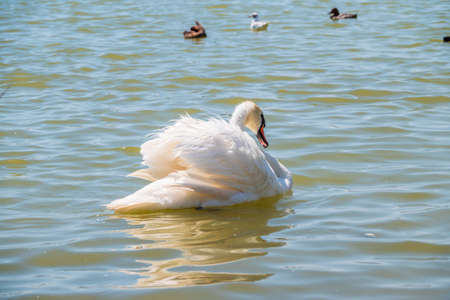 Graceful white Swan swimming in the lake, swans in the wild. Portrait of a white swan swimming on a lake. The mute swan, latin name Cygnus olor.の写真素材