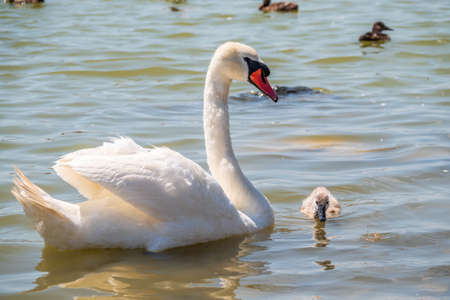 A female mute swan, Cygnus olor, swimming on a lake with its new born baby cygnets. White swan and its chicks. Mute swan protects its small offspring. Gray, fluffy new born baby cygnets.の写真素材