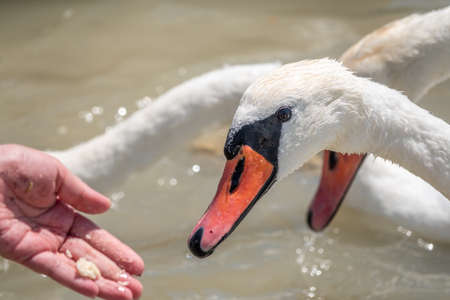 Girl feeding a mute swan in a lake from hand. Mute swan near the lake shore. Birds are not afraid of peopleの写真素材
