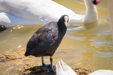 Water bird Eurasian coot, Fulica atra, standing in shallow water. Eurasian croot also known as the common coot, or Australian coot, is a member of the rail and crake bird family, the Rallidaeの写真素材