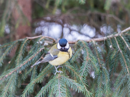 Cute bird Great tit, songbird sitting on the nice fir branch. Parus major