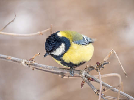 Cute bird Great tit, songbird sitting on a branch without leaves in the autumn or winter. Parus majorの写真素材
