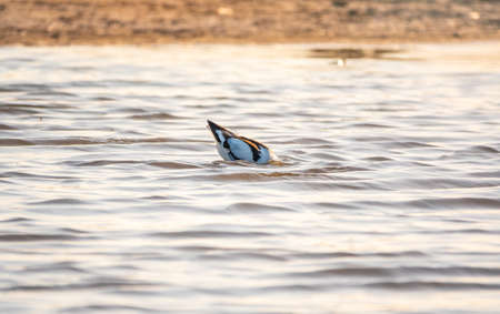 Water bird pied avocet, Recurvirostra avosetta, feeding in the lake. The pied avocet is a large black and white wader with long, upturned beak and long, bluish legsの写真素材