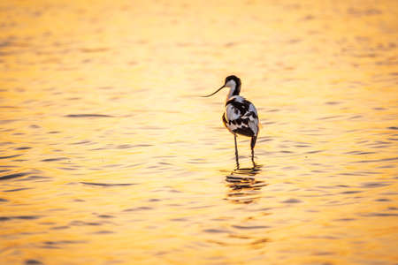 Water bird pied avocet, Recurvirostra avosetta, standing in the water in orange sunset light. The pied avocet is a large black and white wader with long, upturned beak and long, bluish legsの写真素材