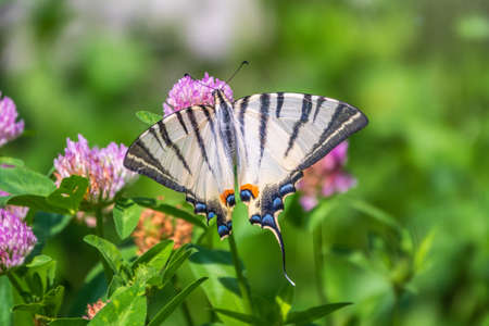Beautiful Butterfly Scarce Swallowtail, Sail Swallowtail, Pear-tree Swallowtail, Podalirius. Butterfly sailboats family Papilionidae. Latin Iphiclides podaliriu. Butterfly collects nectar on flowerの写真素材