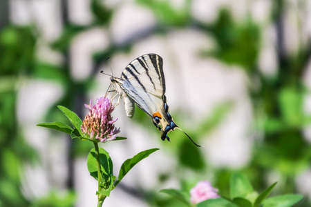 Beautiful Butterfly Scarce Swallowtail, Sail Swallowtail, Pear-tree Swallowtail, Podalirius. Butterfly sailboats family Papilionidae. Latin Iphiclides podaliriu. Butterfly collects nectar on flowerの写真素材