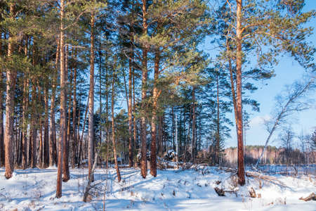 Pine and birch in winter forest on a bright sunny dayの写真素材
