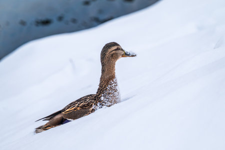 Female duck sits on the white snow. Mallard, lat. Anas platyrhynchos.の写真素材