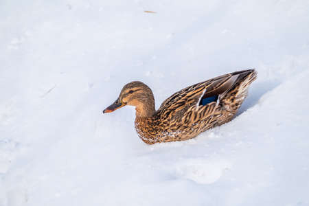 Female duck sits on the white snow. Mallard, lat. Anas platyrhynchos.の写真素材