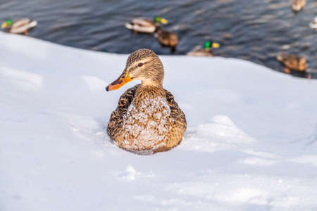 Female duck sits on the white snow. Mallard, lat. Anas platyrhynchos.の写真素材