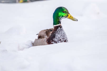 Male duck sits on the white snow. Mallard, lat. Anas platyrhynchos.の写真素材