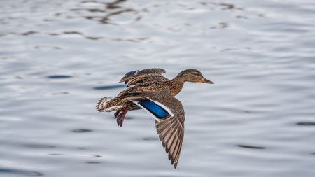 One duck flying over a river, with reflection on the water. Mallard Duck, female