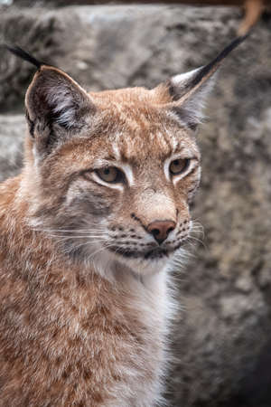 Portrait of The Eurasian lynx close-up. The Eurasian lynx, lat. Lynx lynx, is a medium-sized wild cat occurring from Europe to Central Asia and Siberia.の写真素材