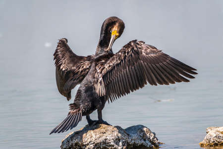 Great cormorant, Phalacrocorax carbo, sits on stone and dries its wings on the wind. The great cormorant, Phalacrocorax carbo, known as the great black cormorant, or the black shag.の写真素材
