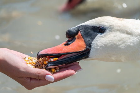 Girl feeding a mute swan in a lake from hand. Mute swan near the lake shore. Birds are not afraid of peopleの写真素材