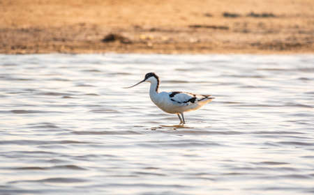 Water bird pied avocet, Recurvirostra avosetta, feeding in the lake. The pied avocet is a large black and white wader with long, upturned beak and long, bluish legsの写真素材