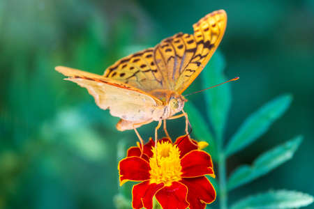 The dark green fritillary butterfly collects nectar on flower. Speyeria aglaja, previously known as Argynnis aglaja is a species of butterfly in the family Nymphalidae.の写真素材