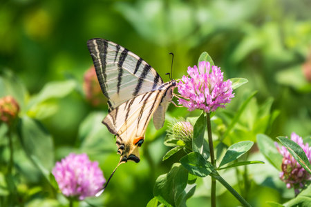 Beautiful Butterfly Scarce Swallowtail, Sail Swallowtail, Pear-tree Swallowtail, Podalirius. Butterfly sailboats family Papilionidae. Latin Iphiclides podaliriu. Butterfly collects nectar on flowerの写真素材