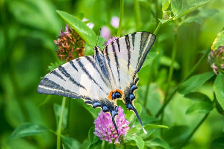 Beautiful Butterfly Scarce Swallowtail, Sail Swallowtail, Pear-tree Swallowtail, Podalirius. Butterfly sailboats family Papilionidae. Latin Iphiclides podaliriu. Butterfly collects nectar on flowerの写真素材