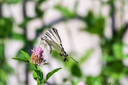 Beautiful Butterfly Scarce Swallowtail, Sail Swallowtail, Pear-tree Swallowtail, Podalirius. Butterfly sailboats family Papilionidae. Latin Iphiclides podaliriu. Butterfly collects nectar on flowerの写真素材