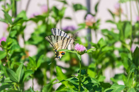 Beautiful Butterfly Scarce Swallowtail, Sail Swallowtail, Pear-tree Swallowtail, Podalirius. Butterfly sailboats family Papilionidae. Latin Iphiclides podaliriu. Butterfly collects nectar on flowerの写真素材