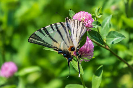 Beautiful Butterfly Scarce Swallowtail, Sail Swallowtail, Pear-tree Swallowtail, Podalirius. Butterfly sailboats family Papilionidae. Latin Iphiclides podaliriu. Butterfly collects nectar on flowerの写真素材