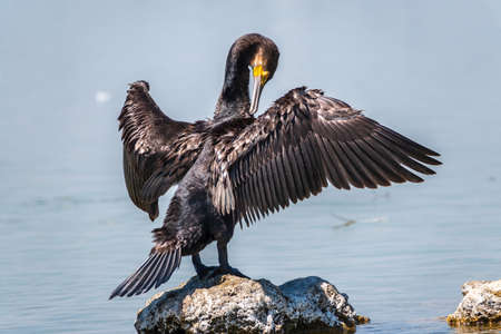 Great cormorant, Phalacrocorax carbo, sits on stone and dries its wings on the wind. The great cormorant, Phalacrocorax carbo, known as the great black cormorant, or the black shag.の写真素材
